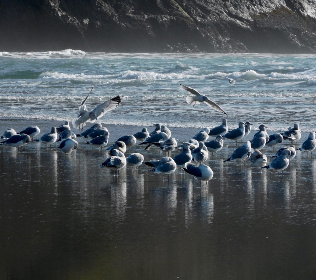 big river gulls