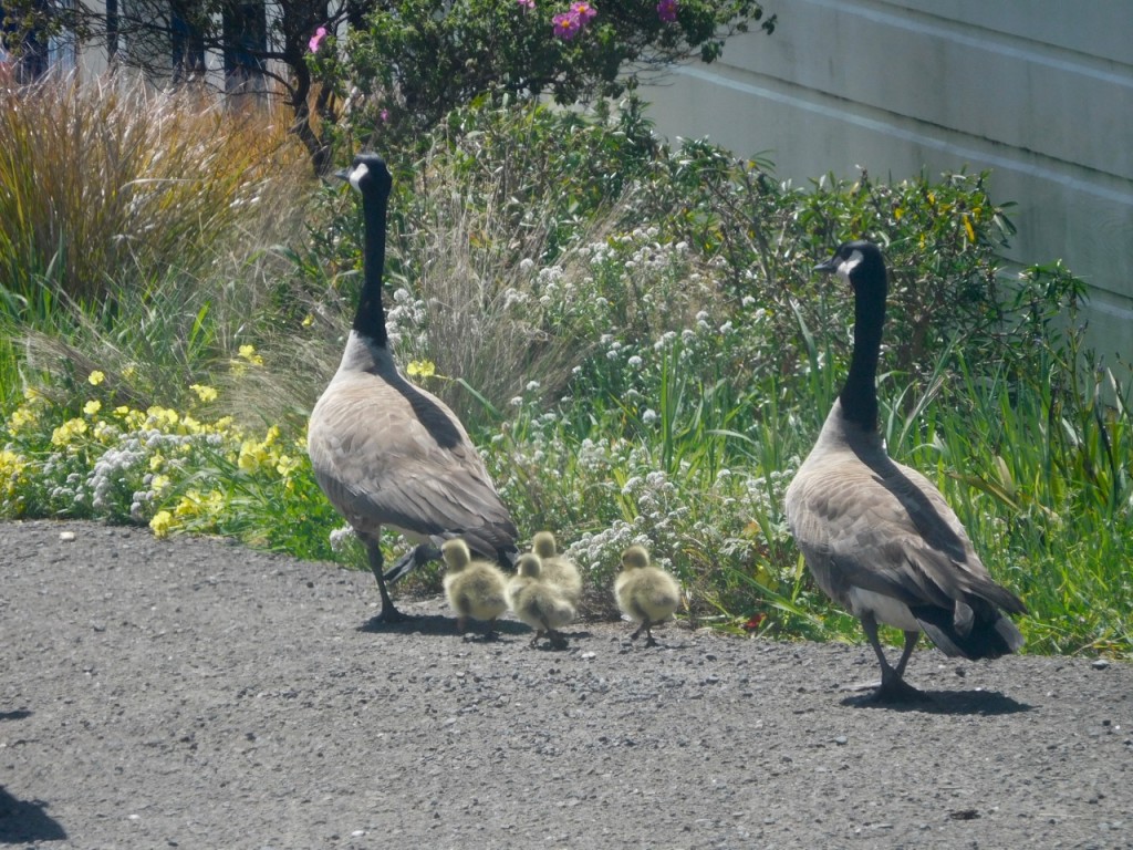 the geese family part 2